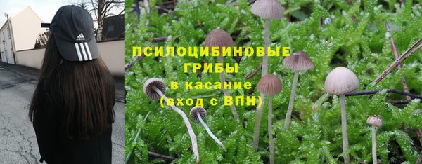 сатива Абинск